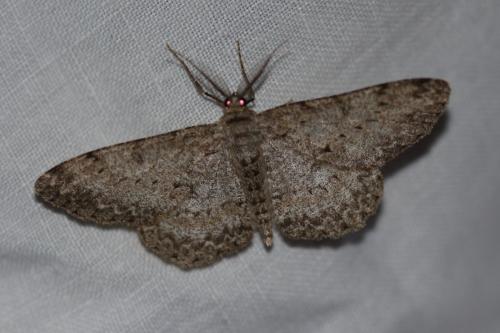 Réf. 303 156 : Hypomecis punctinalis